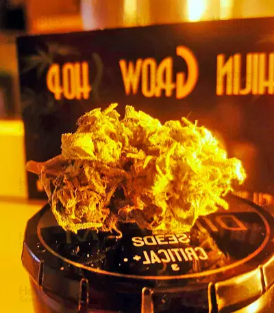 Critical + Seeds