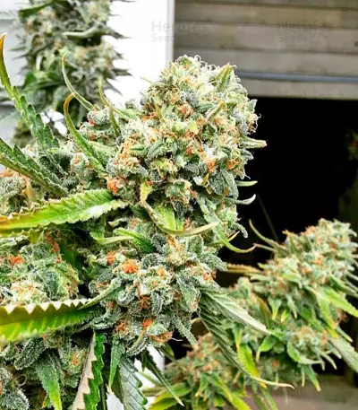 Critical + Seeds