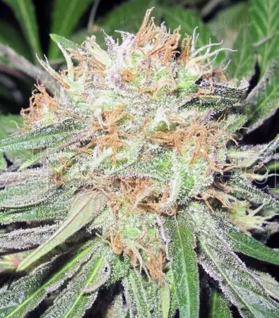 Deep Neville Seeds