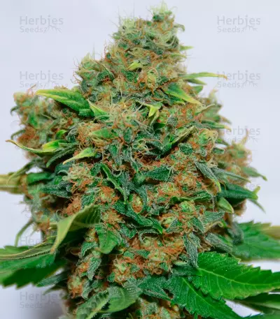Excalibur (Eva Seeds)