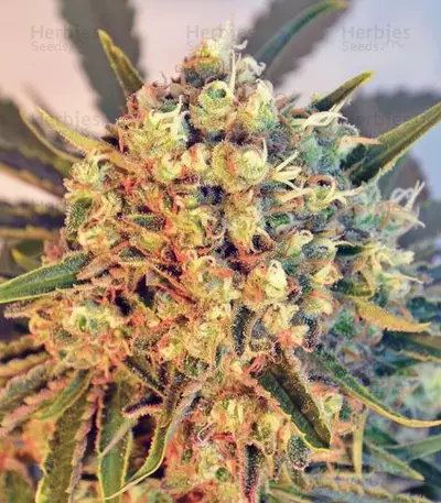Graines de cannabis Freddy's Best (Dutch Passion)