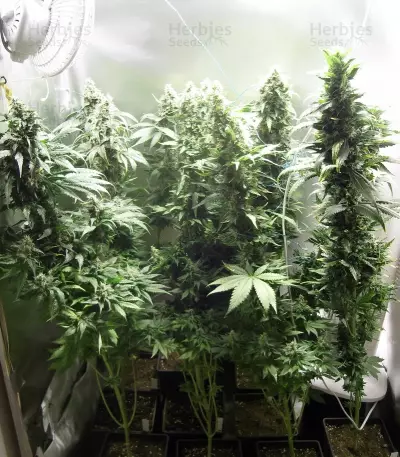 Fruit Spirit Seeds
