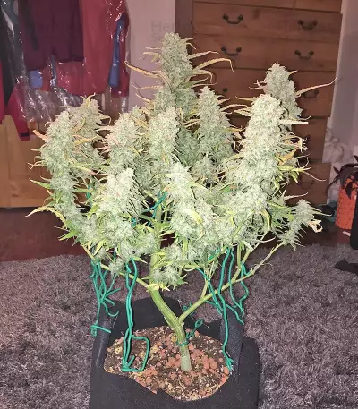 Green Crack Auto Seeds