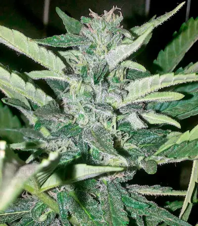 Industrial Plant (Dinafem Seeds)
