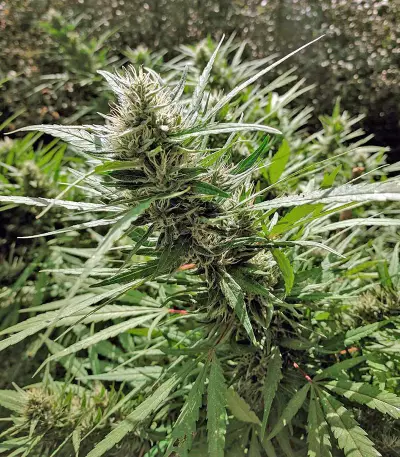 Kali Mist Regular seeds