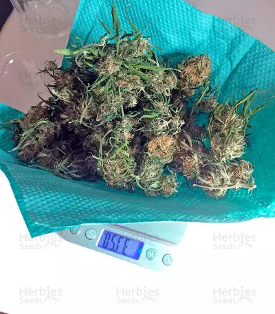 Graines de cannabis Northern Light X Skunk (World of Seeds)