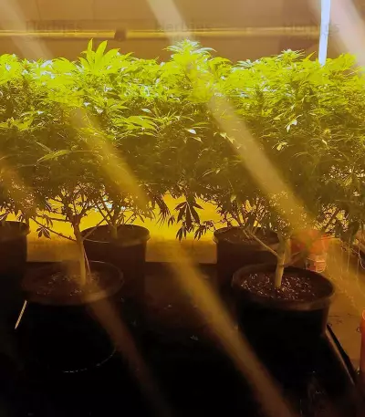 Northern Lights Seeds (Vision Seeds)