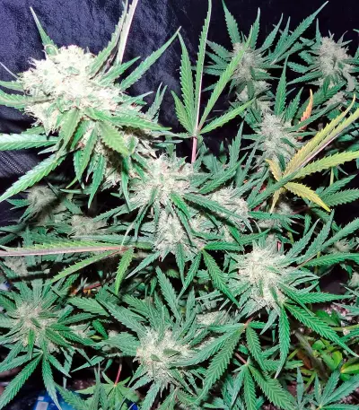 Skunk Auto (Strain Hunters)
