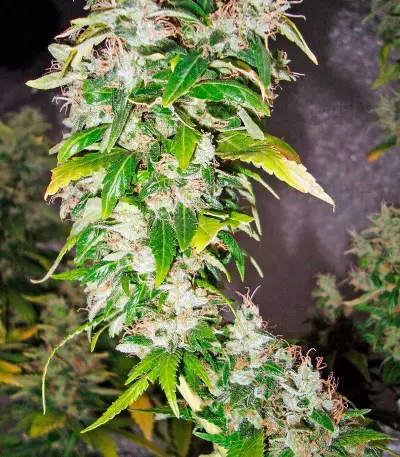 White Rhino feminized seeds (Nirvana Seeds)