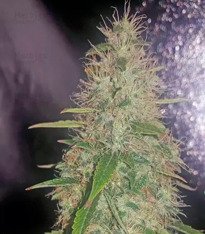 White Widow Autoflowering feminized seeds