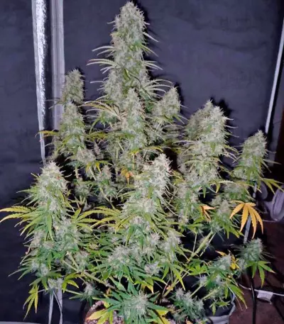 Fast Bud Auto Seeds