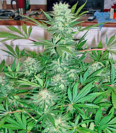 G13 Haze Regular (Barney's Farm)