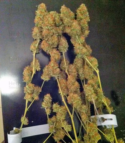 Semi femminizzati Moby Dick (Green House Seeds)
