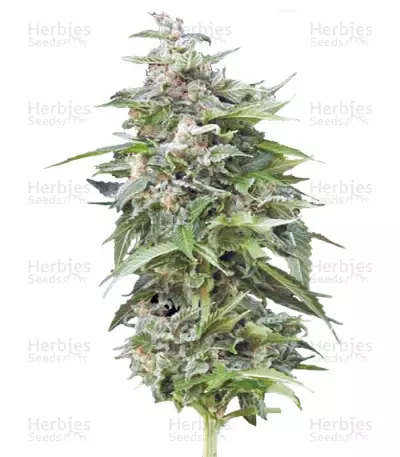 Graines de cannabis Haze Gom Auto (Grass-O-Matic)