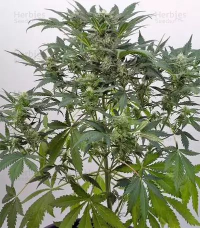 Graines de cannabis Dinamex Autoflowering (Dinafem Seeds)