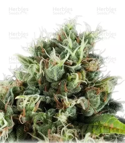 Power Flower feminized seeds