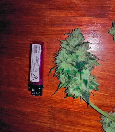 Graines de cannabis Sweet Cheese Auto (Sweet Seeds)