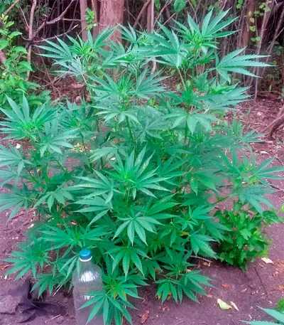 Biddy Early Seeds