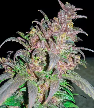 Bloody Skunk Auto (Sweet Seeds)
