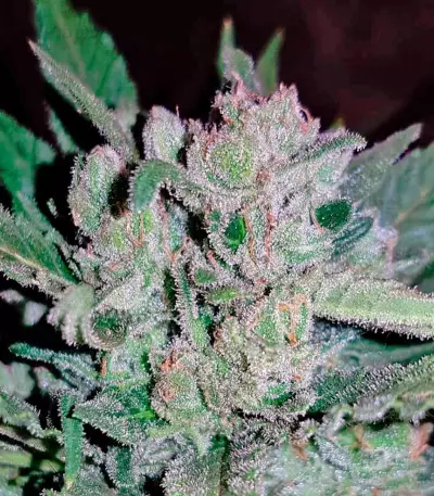 Blow Mind Auto Seeds