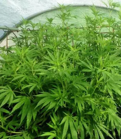 Blue Nitro Haze cannabis strain