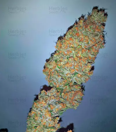 Bubble Gum Seeds