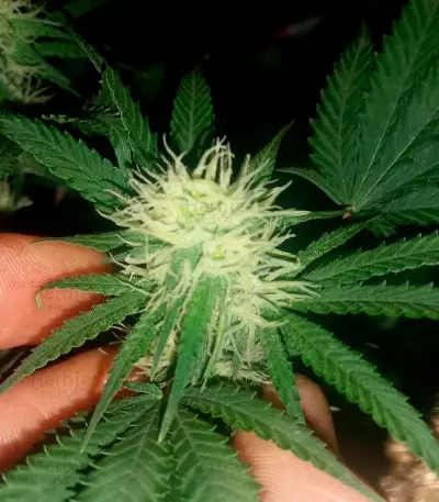 Bud Bud Bling Tingz Seeds