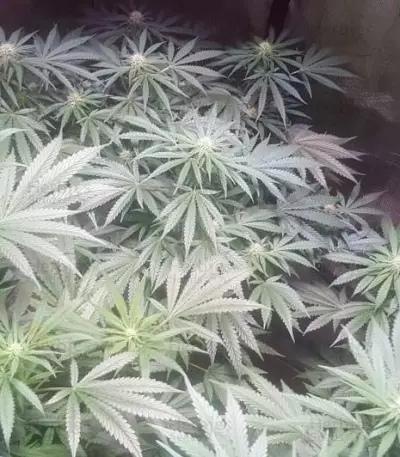 Graines de cannabis Crystal Queen (Vision Seeds)