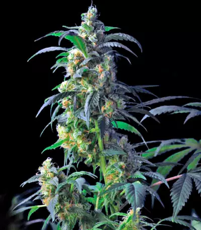Domina Haze feminized seeds