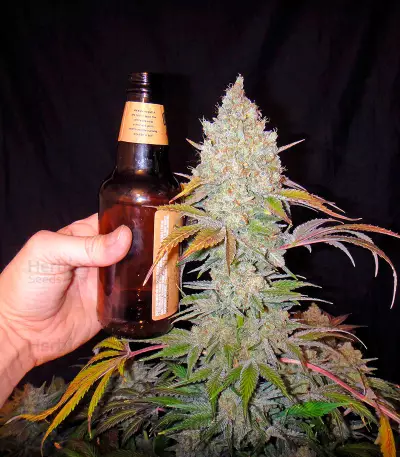 Eldorado feminized seeds