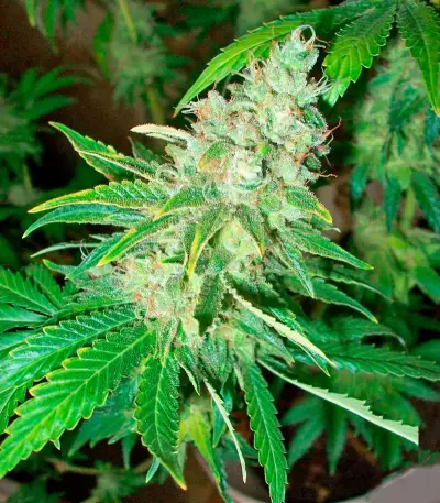 La Blanca Seeds