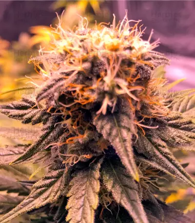 Graines de cannabis Original Amnesia (Dinafem Seeds)