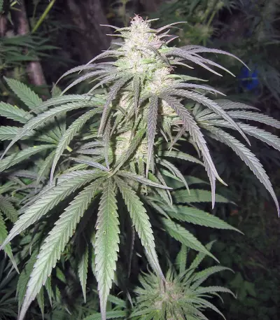 Semi femminizzati Pamir Gold