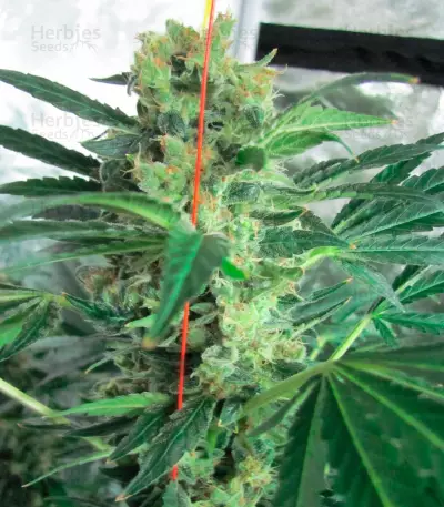 Spiritual Punk (Samsara Seeds)