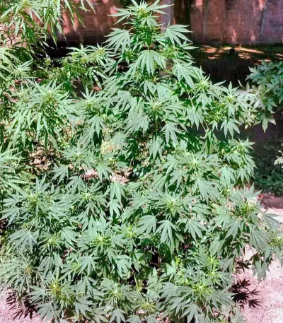 Graines de cannabis Serious Happiness regular (Serious Seeds)