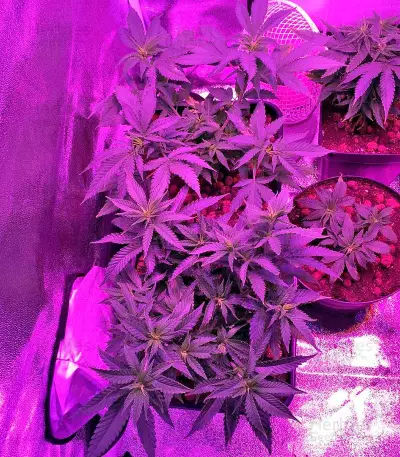 Sweet Critical feminized seeds