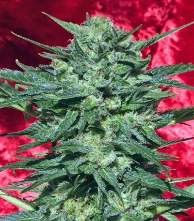 White Russian regular (Serious Seeds)