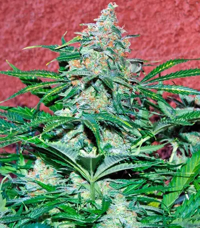 Amnesia Ryder Auto strain