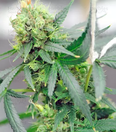 Red Dragon Seeds