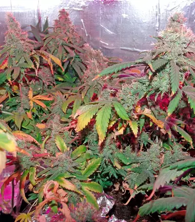 California Dream Seeds