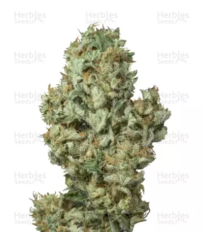 Dinamex Autoflowering feminized seeds