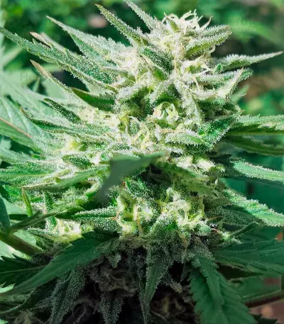 Sweet Cheese F1 Fast Version (Sweet Seeds)