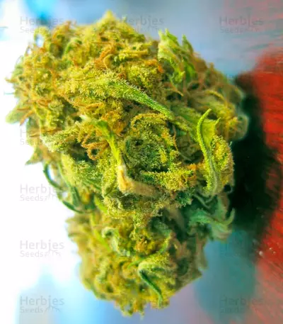 Utopia Haze feminized seeds