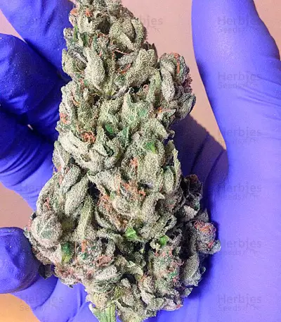 Afghan Kush Special Seeds
