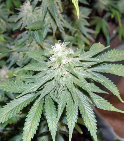 Graines de cannabis Afghan Kush X Yumbolt (World of Seeds)