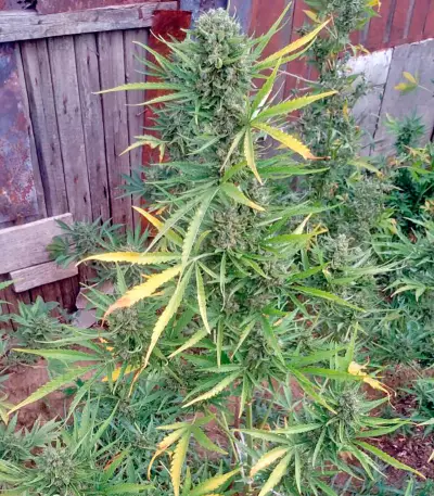 Graines de cannabis Auto Chocolate Skunk (00 Seeds)