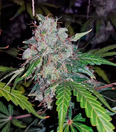 Auto White Widow Seeds (Pyramid Seeds)