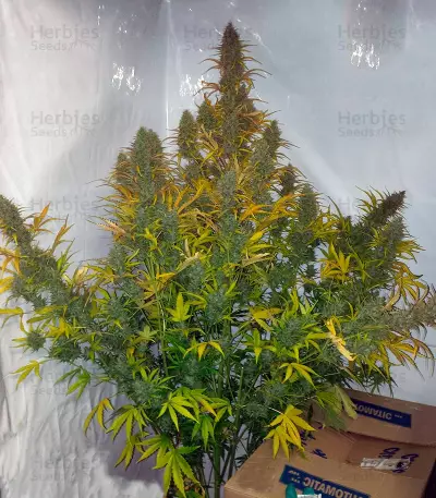 Graines de cannabis Auto Xtreme (Dutch Passion)