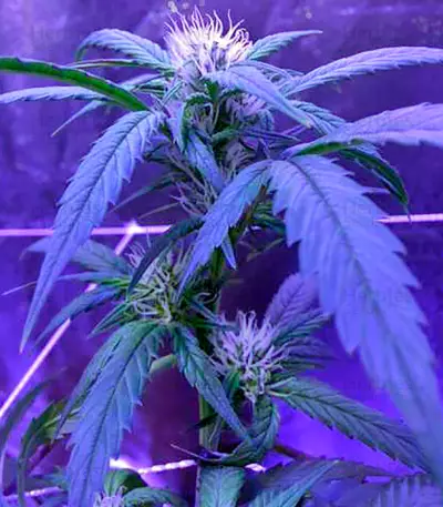 Blue Mystic strain