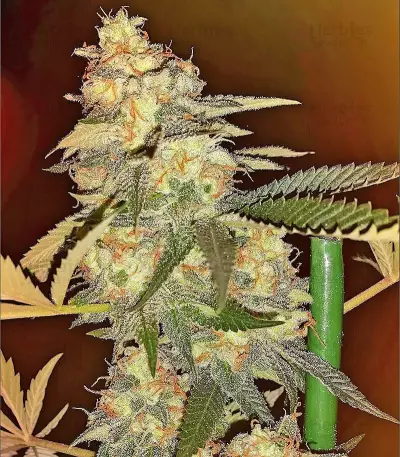 Bubble Gum feminized seeds
